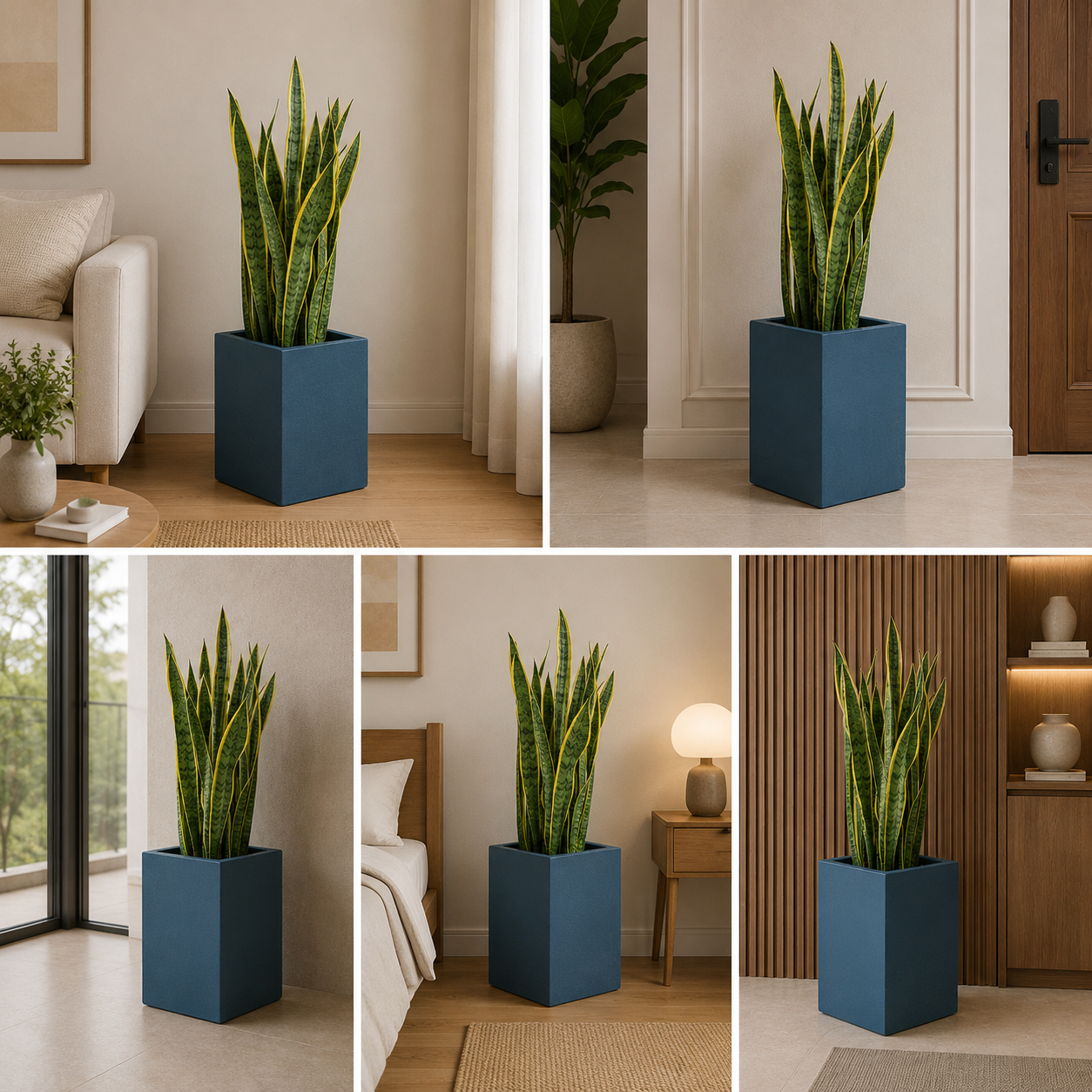 Large sansevieria floor planter for contemporary indoor interiors
