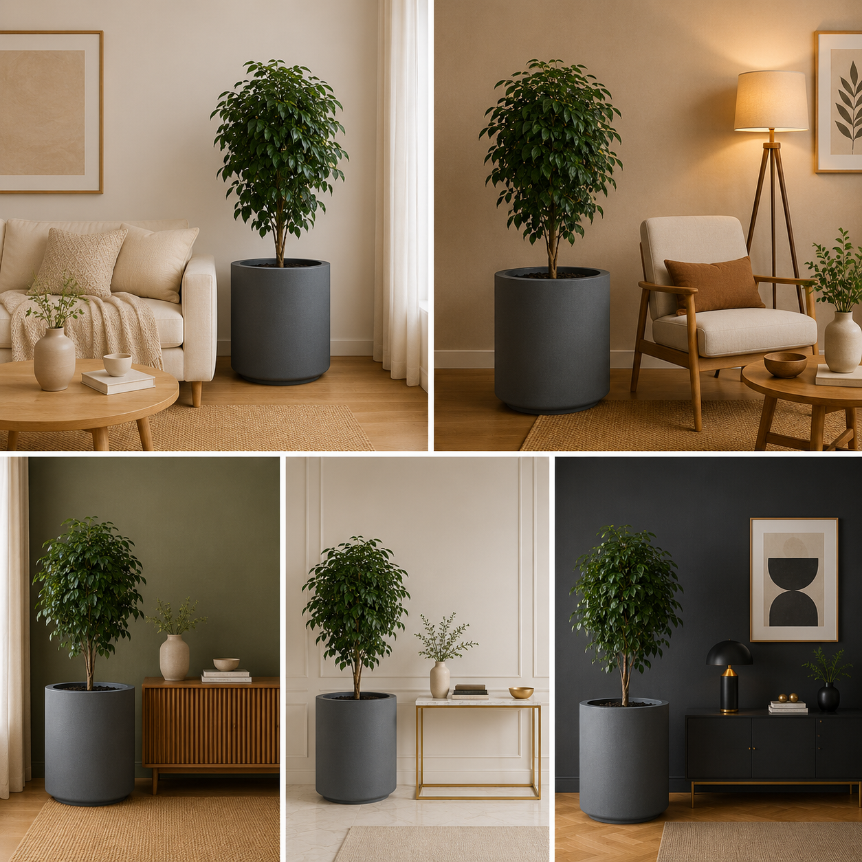 Modern Indoor Ficus Plant in Luxury Decorative Planter
