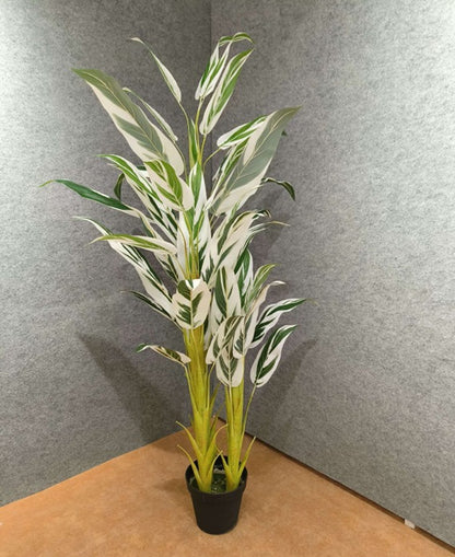 Alpinia Vittata Variegata Ginger Plant - Very Rare & Exotic Plant for living room decor