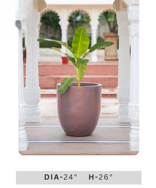 Green ornamental potted plant with broad tropical leaves in a contemporary dark grey planter for indoor and outdoor spaces