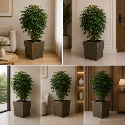 Premium ficus floor planter for living room and office interiors