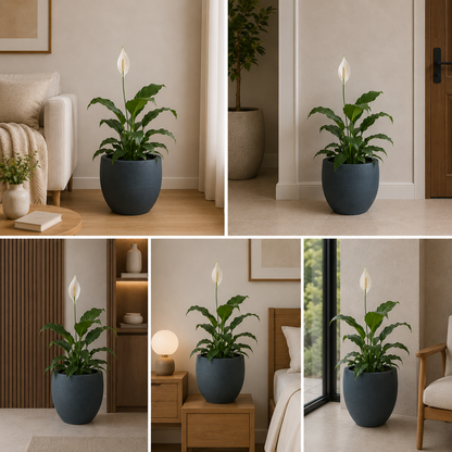 Decorative peace lily plant pot for luxury indoor interiors