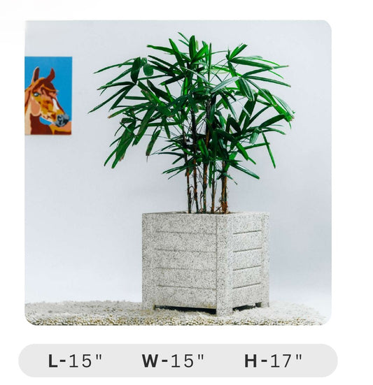 Planters Pots for Decors, Giftings | FRP Pots and Planets for Office Decors Potted plant in a decorative stone planter with dimensions displayed on a white background