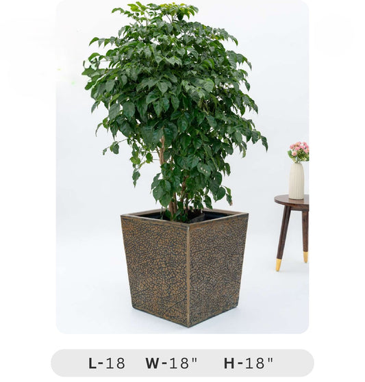 Planters Pots for Decors, Giftings | FRP Pots and Planets for Office Decors Potted plant in a decorative pot on a white background