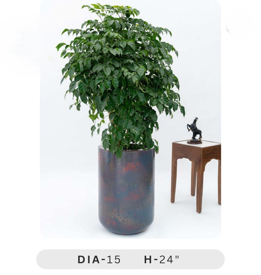 Planters Pots for Decors, Giftings | FRP Pots and Planets for Office Decors Potted plant with dimensions DIA-15 H-24" on a white background