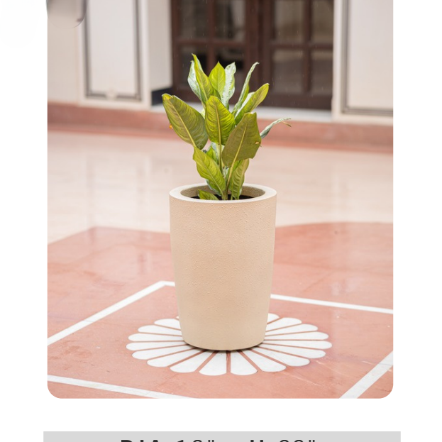 Beige cylindrical plant pot with lush green foliage for entrance, patio and contemporary interior styling