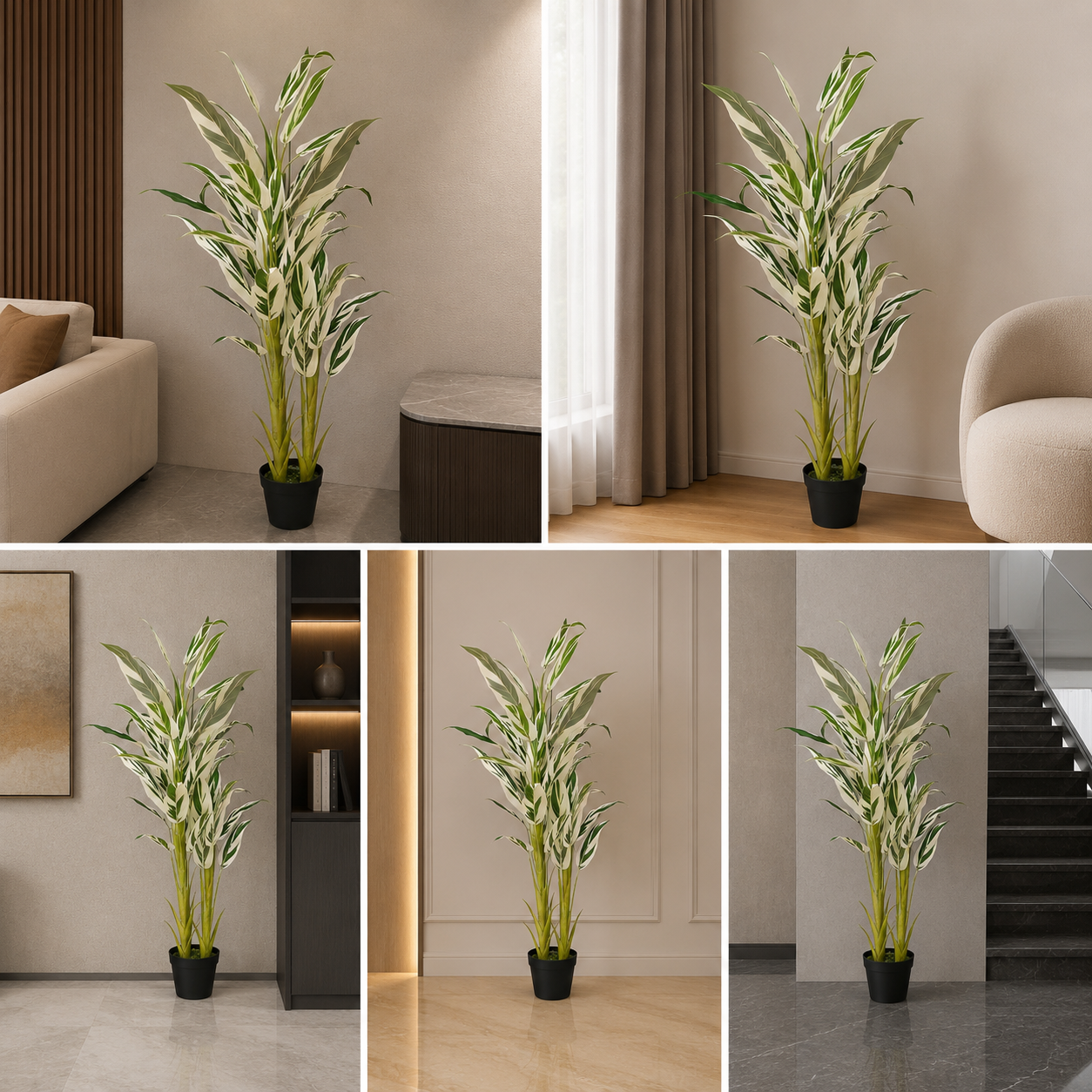 Alpinia Vittata Variegata Ginger Plant Very Rare For Living Room 180 cm
