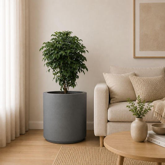 Luxury Indoor Ficus Plant in Modern Cylindrical Planter